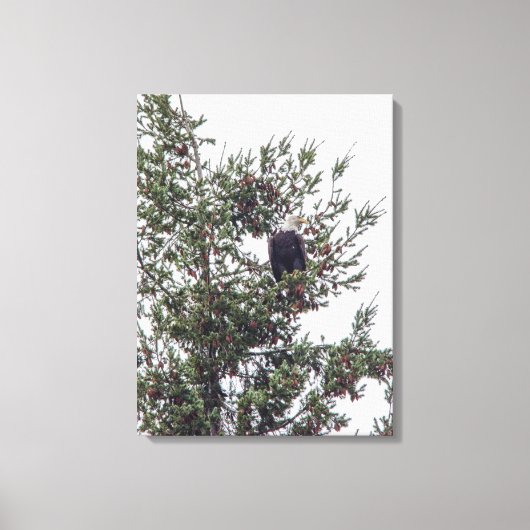Bald Eagle P2825 Canvas Afdruk (Voorkant)