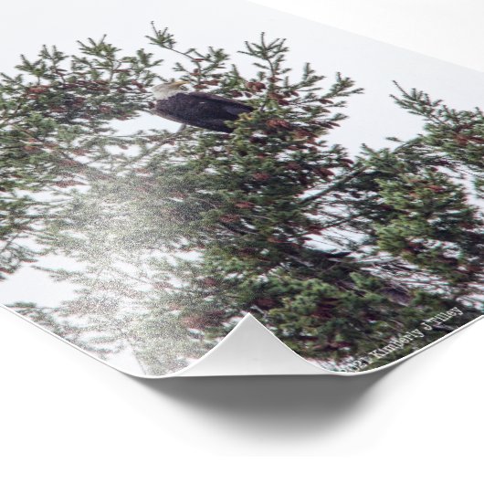 Bald Eagle P2825 Foto Afdruk (Hoek)