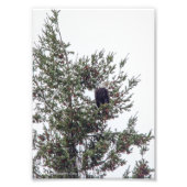 Bald Eagle P2825 Foto Afdruk (Voorkant)