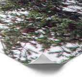 Bald Eagle P2825 Poster (Hoek)