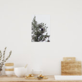 Bald Eagle P2825 Poster (Keuken)