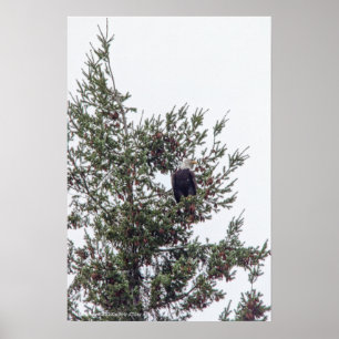 Bald Eagle P2825 Poster