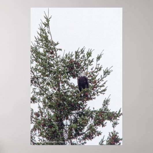 Bald Eagle P2825 Poster (Voorkant)