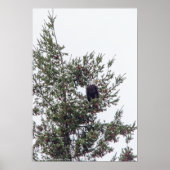Bald Eagle P2825 Poster (Voorkant)
