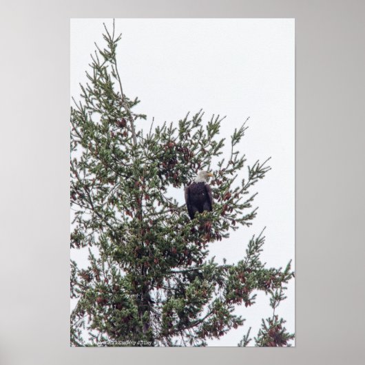 Bald Eagle P2825 Poster (Voorkant)