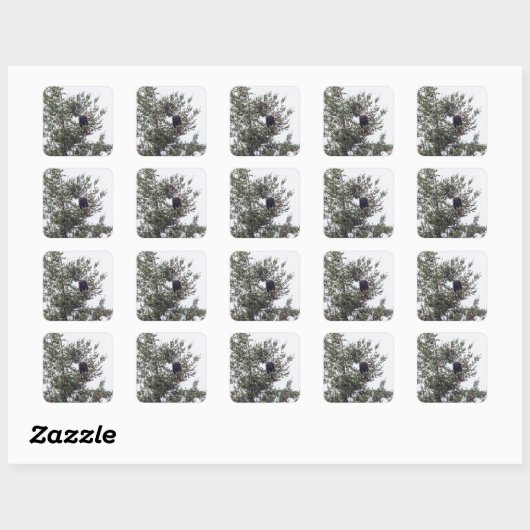 Bald Eagle P2825 Vierkante Sticker (Vel)
