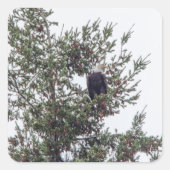 Bald Eagle P2825 Vierkante Sticker (Voorkant)
