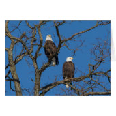 Bald Eagle Pair (Voorkant Horizontaal)