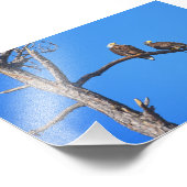 Bald Eagle Pair bij Money Bayou, Florida Foto Afdruk (Hoek)