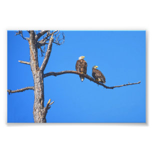 Bald Eagle Pair bij Money Bayou, Florida Foto Afdruk