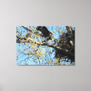 Bald Eagle Pair bij Nest Canvas Afdruk