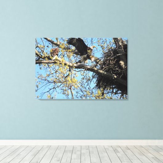Bald Eagle Pair bij Nest Canvas Afdruk (Insitu (Houten vloer))