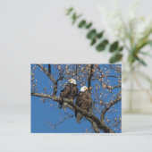 Bald Eagle Pair Briefkaart (Staand voorkant)