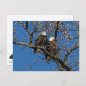 Bald Eagle Pair Briefkaart (Voorkant / Achterkant)