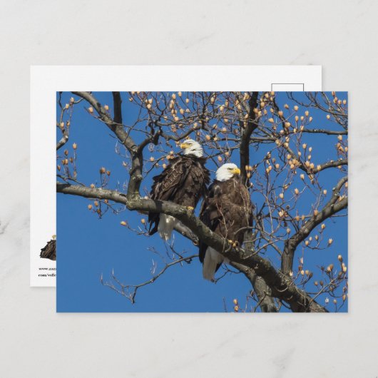 Bald Eagle Pair Briefkaart (Voorkant / Achterkant)