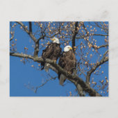 Bald Eagle Pair Briefkaart (Voorkant)
