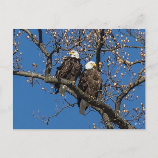 Bald Eagle Pair Briefkaart (Voorkant)
