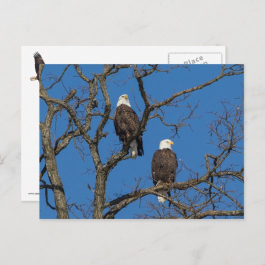 Bald Eagle Pair Briefkaart (Voorkant / Achterkant)