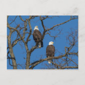 Bald Eagle Pair Briefkaart (Voorkant)