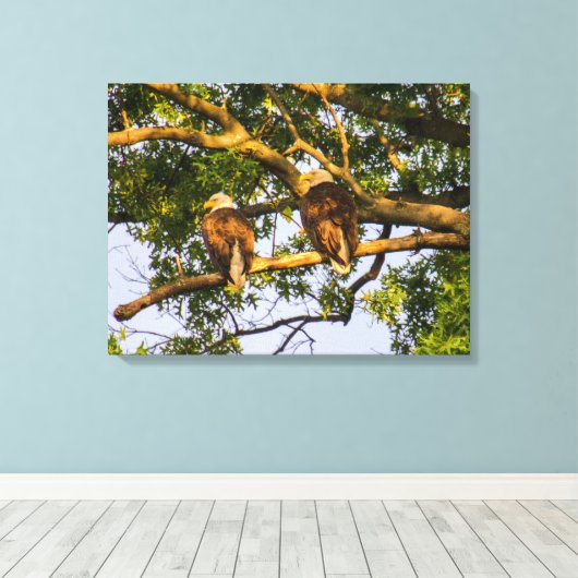 Bald Eagle Pair Canvas Afdruk (Insitu (Houten vloer))