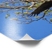 Bald Eagle Pair Foto Afdruk (Hoek)