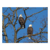 Bald Eagle Pair Foto Afdruk (Voorkant)