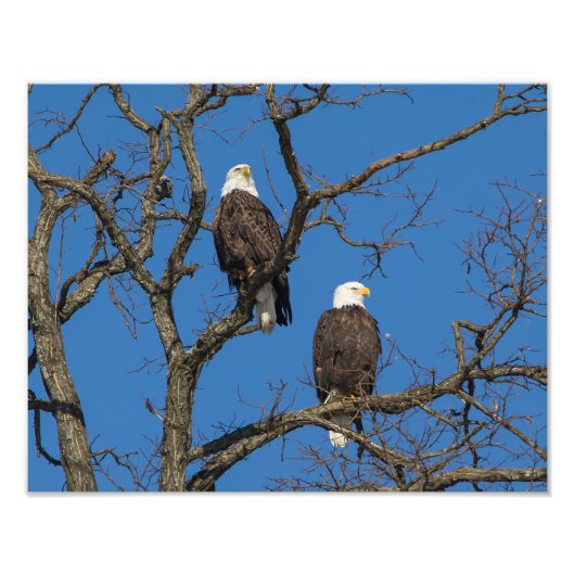 Bald Eagle Pair Foto Afdruk (Voorkant)