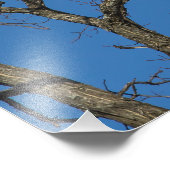 Bald Eagle Pair Foto Afdruk (Hoek)