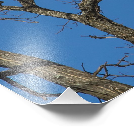 Bald Eagle Pair Foto Afdruk (Hoek)