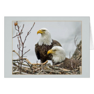 Bald Eagle Pair in hun nest