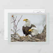 Bald Eagle Pair in hun nest Briefkaart (Voorkant / Achterkant)