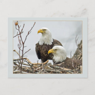 Bald Eagle Pair in hun nest Briefkaart