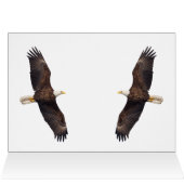Bald Eagle Pair in Tree (Binnen Horizontaal (Boven))
