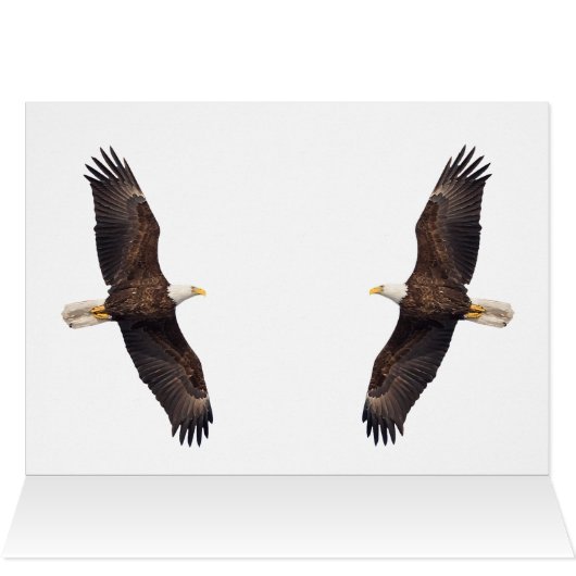 Bald Eagle Pair in Tree (Binnen Horizontaal (Boven))
