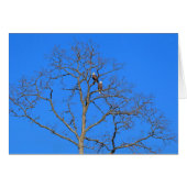 Bald Eagle Pair in Tree (Voorkant Horizontaal)