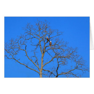 Bald Eagle Pair in Tree