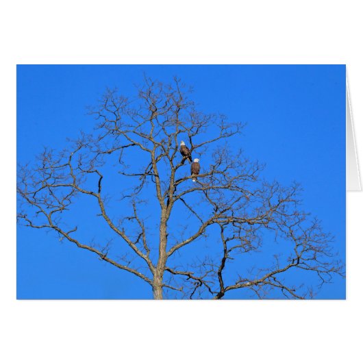 Bald Eagle Pair in Tree (Voorkant Horizontaal)
