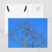 Bald Eagle Pair in Tree Briefkaart (Voorkant / Achterkant)