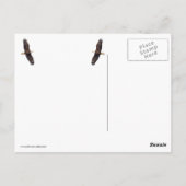 Bald Eagle Pair in Tree Briefkaart (Achterkant)