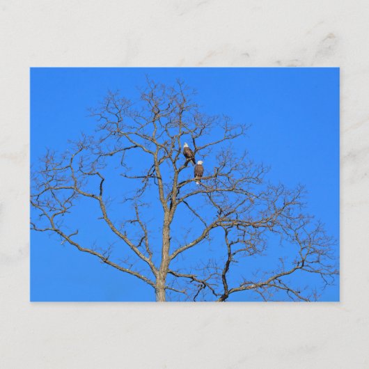 Bald Eagle Pair in Tree Briefkaart (Voorkant)