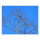 Bald Eagle Pair in Tree Foto Afdruk (Voorkant)