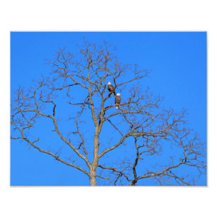 Bald Eagle Pair in Tree Foto Afdruk