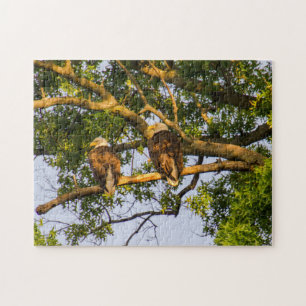 Bald Eagle Pair Legpuzzel