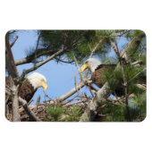Bald Eagle Pair neigt naar nest Magneet (Horizontaal)