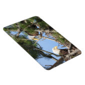 Bald Eagle Pair neigt naar nest Magneet (Rechterzijde)