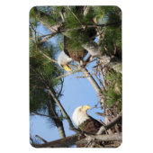 Bald Eagle Pair neigt naar nest Magneet (Verticaal)