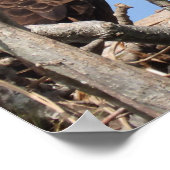 Bald Eagle Pair neigt naar nest Poster (Hoek)