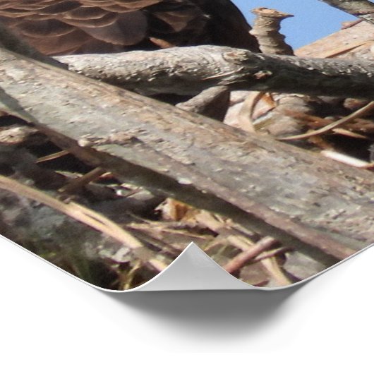 Bald Eagle Pair neigt naar nest Poster (Hoek)