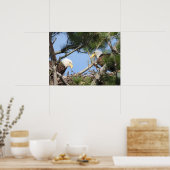 Bald Eagle Pair neigt naar nest Poster (Keuken)