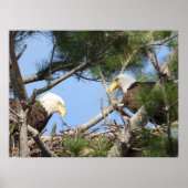 Bald Eagle Pair neigt naar nest Poster (Voorkant)